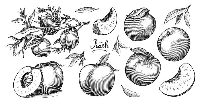 Peach and apricot in Vintage style. Slice and half and cut. Engraved Fruits. Hand drawn food. Vector illustration for farm market, menu, label. Organic product in ink and grunge style.