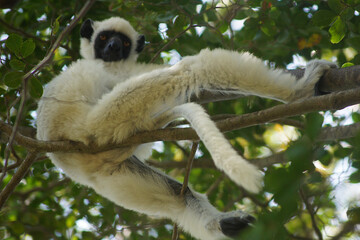 Sikafa lemur in Tsingy de Bemaraha National Park, Melaki, Madagascar © Eduardo