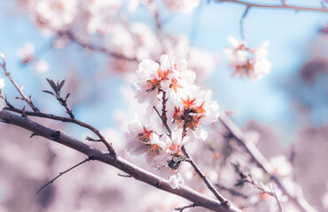 Flores en primavera