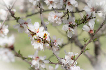 Flores en primavera
