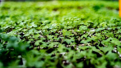 Parsley