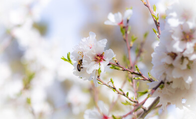 Flores en primavera