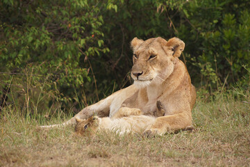 Fototapeta na wymiar Lioness with her cub in the Masai Mara, Kenya