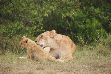 Obraz na płótnie Canvas Lioness with her cub in the Masai Mara, Kenya