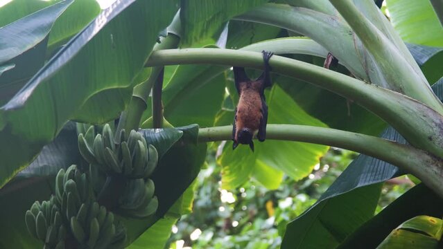 Fruit bat or flying fox (Pteropus giganteus) resting on a banana tree. Tropical nature and wildlife concept