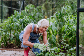 Senior woman taking care of plants in her greenhouse and listening music.