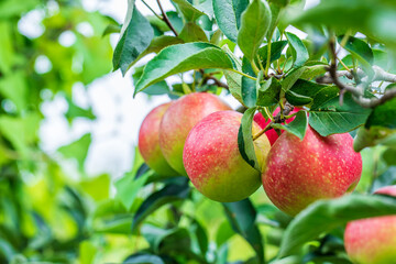Fresh apples grow on the tree in the orchard