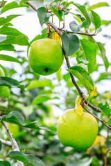 Green apples grow on the tree in the orchard