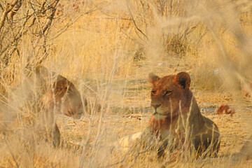 Lionesses, Etosha National Park, Namibia