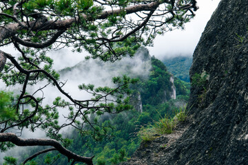 Obraz na płótnie Canvas trees in the foggy mountains