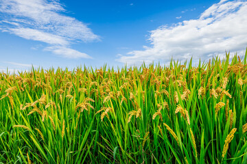 Mature rice in the fields