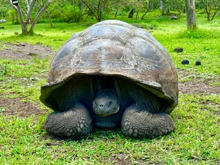 Foto op Canvas galapagos tortoise  © Daniel