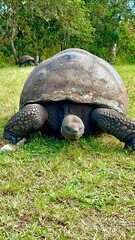 galapagos tortoise 