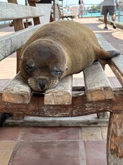 sea lion on bench