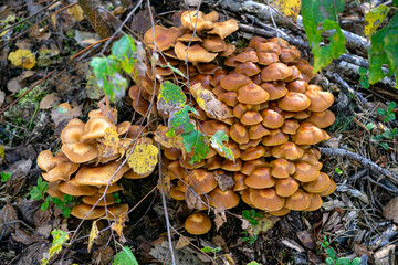 A bunch of honey mushrooms growing on a stump in the forest.