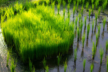 young rice plants to be planted in the fields