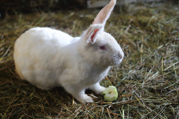 White rabbit with apple in the hay in the raddock
