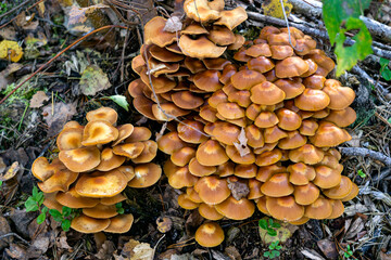 A bunch of honey mushrooms growing on a stump in the forest.