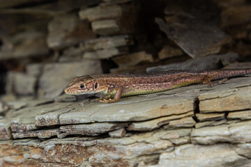 Lacerta agilis, sand lizard, on a sunny summer day