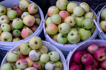 Yellow and red apples in a bucket in the garden. Autumn harvest.