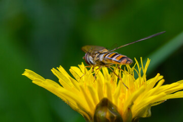Marmalade hoverfly, Episyrphus balteatus, posed on a yellow flower