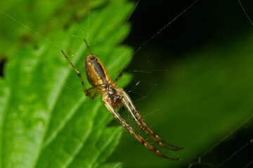 Nice macro image of a spider web sitting on its web with a blurred background and selective focus. A spider in a web is a close-up image of a spider in a garden