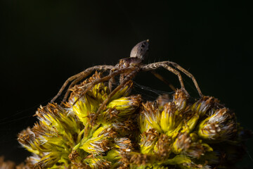 Pisaurina mira Nursery web spider a common garden and meadow insect with selective focus