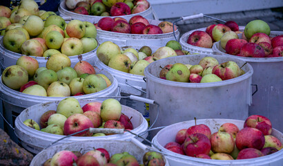 Yellow and red apples in a bucket in the garden. Autumn harvest.