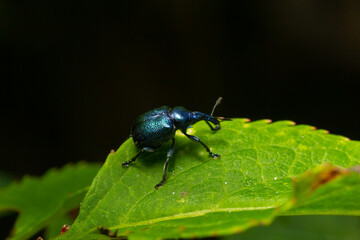 Weevil Beetle Rhynchites bacchus on a green leaf. Pest for fruit trees. a problem for gardeners and farmers