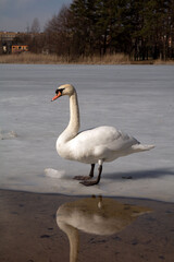 photo of a white swan standing on ice