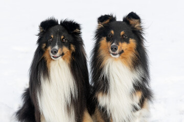 Two black and white with sable tan shetland sheepdog winter portrait in the forest with background...