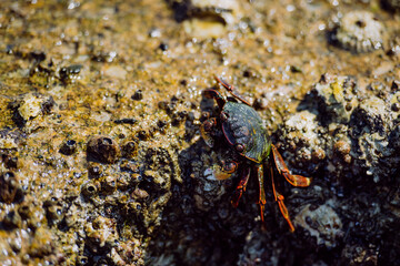 Close up of crab walking on stone in sea.