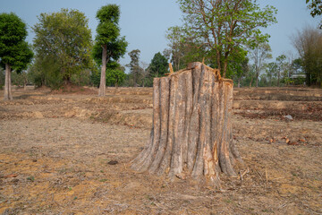 big wooden stub on meadow in forest, Thailand.