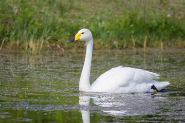 Fototapeta premium A Whooper Swan swimming on a pond