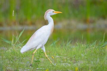 A Western Cattle Egret walking on a meadow