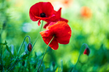 Obraz premium red poppies in the field