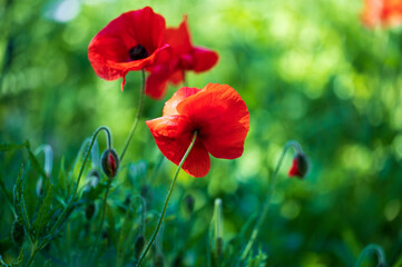 Obraz premium poppy flowers in field