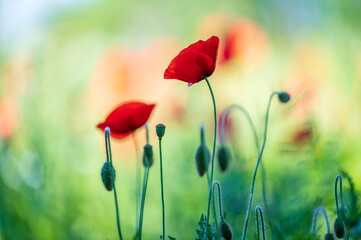 poppy flowers in the field