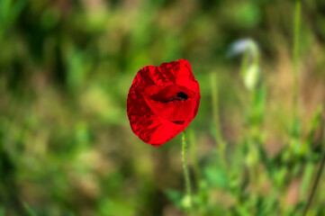 Fototapeta na wymiar red poppy flower