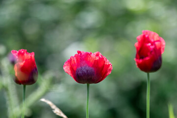 Fototapeta premium red poppy in the garden