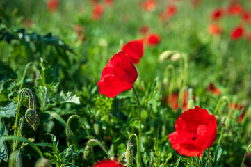 Fototapeta premium red poppy in the field