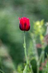 red poppy flower