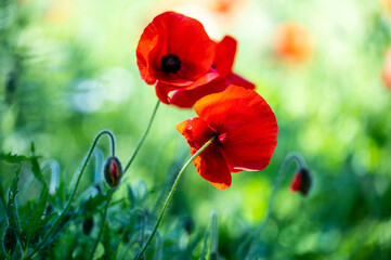 red poppy in the field