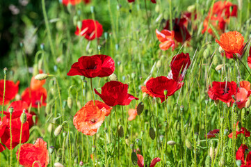 field of poppies