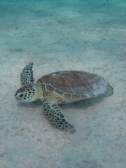 juvenile green sea turtle on sandy sea floor, Bonaire