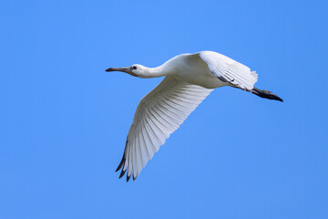 A flying spoonbill on a sunny day in summer