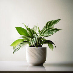 Houseplant elegantly displayed in a plant pot, taken from a frontal view against a white wall background. Generative AI