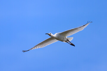 A flying spoonbill on a sunny day in summer