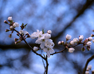 Beautiful plum blossoms in spring evening