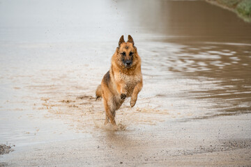 beautiful german shepherd alsatian (Canis lupus familiaris) bitch plays in a large muddy water puddle